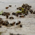 Nuevas evidencias relacionan un tipo de insecticida con la desaparición de abejas