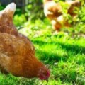 Cómo criar gallinas en casa