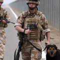 El Gobierno británico eutanasia a más de 800 perros que ayudaron en la guerra de Irak y Afganistán (ENG)