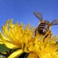 ¿Debe preocupar la desaparición de las abejas?