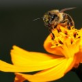 Culpada por el colapso de las abejas, Monsanto compra empresa lider en el estudio del declive de las abejas. [eng]