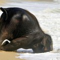 Una cría de elefante jugando en la playa (en 7 fotografías)