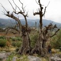 Rebrota olivo centenario despues de 50 años