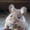 A los ratones que comen yogur les crecen los testículos, descubren científicos del MIT