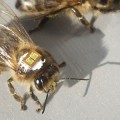 Demuestran los efectos de los pesticidas en la desaparición de las abejas