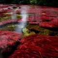 Caño Cristales: el río de los cinco colores (Colombia)