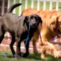 Un perro ciego y epiléptico encuentra ayuda en un perro callejero