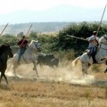 Una localidad segoviana ahorra 50.000 euros al suprimir las corridas de toros