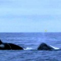 La insospechada solidaridad de las ballenas