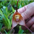 La hermosa y extremadamente rara "orquídea mono"