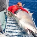 Tiburón toro gigante sorprende a investigadores