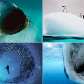 Espectaculares imágenes del mundo submarino