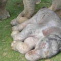 Descubren por qué el embarazo de las elefantas dura dos años