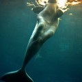 Sirena Beluga