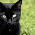 Qué es el melanismo: 8 espectaculares animales negros
