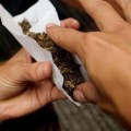 ¿Empieza a agrietarse el muro legal contra la marihuana?