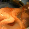 Bebé recién nacido dentro del saco amniótico