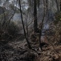 Un segundo helicóptero de extinción se estrella en el incendio de Cortes de Pallás