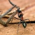 El ataque de la hormiga saltadora (Myrmecia pilosula)