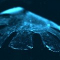 Crean medusa artifical con células del corazón de una rata [eng]