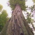 Los siete árboles de récord más increíbles
