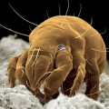 Insectos y arañas a la luz del microscopio electrónico