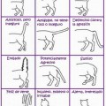 Conoce el lenguaje corporal de los gatos (infografias)