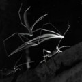 Araña del tipo Deinopidae grabada cazando a su presa con su cesta de tela