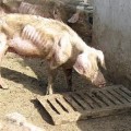 Dejaban morir de hambre a 60 cerdos en una granja abandonada