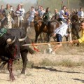 El Patronato del Toro de la Vega invita a los antitaurinos a ser lanceados en lugar del toro