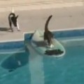 Gato escapa de perro haciendo surf