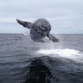 Increíble fotografía de una ballena jorobada saltando junto a un bote [eng]