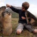 Cuatro años de amistad entre un niño y una colonia de marmotas