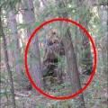Hombre disfrazado de Bigfoot muere atropellado cuando simulaba un avistamiento de la criatura
