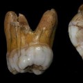 Confirman la existencia de una nueva especie humana, «hermana» de los neandertales