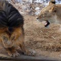 Una leona abronca a un león por pelearse con su cachorro