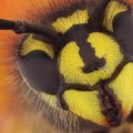 Impresionantes fotografìas en primer plano de la cara de los insectos (ENG)