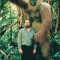 El Gigantopithecus. El mono más grande de la historia