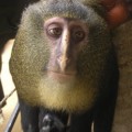 El lesula, nueva especie de mono africano