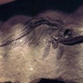 Encontrado en Villaviciosa (Asturias) el fósil de ictiosaurio más completo de la península Ibérica