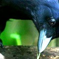 Los cuervos tienen la capacidad de razonar, según un nuevo estudio