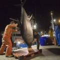 Gran recuperación del atún rojo en solo seis años de control pesquero