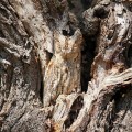 20 ejemplos asombrosos de búhos camuflados [ENG]