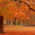 ¿Por qué otoño es rojo en América y amarillo en Europa?