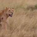 Una leona adopta una cría de antílope después de matar y comerse a su madre