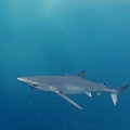 Tiburones en el Cantábrico