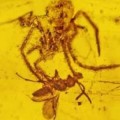 Araña fosilizada en ámbar en el momento de atacar una avispa, hace 100 millones de años [inglés]