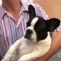 Un partido siciliano presenta a un perro como candidato a alcalde
