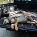 ¿Por qué asesinaron a los lobos del Barbanza?