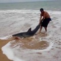 Un bañista devuelve un tiburón blanco varado en la playa al mar